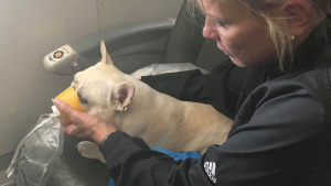 Illustration : Un chien pris d'un malaise dans un avion, sauvé grâce à un masque à oxygène