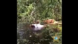 Illustration : Un policier sauve un chien embourbé dans un marais où vivent les alligators !