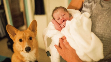 Illustration : Pour ce chien rien ne valait mieux que de rester aux côté de sa maîtresse, future maman