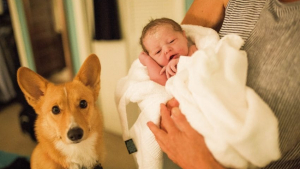 Illustration : Pour ce chien rien ne valait mieux que de rester aux côté de sa maîtresse, future maman