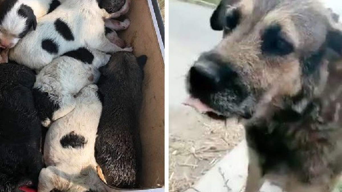 Illustration : "Ces chiots abandonnés avaient besoin d'une mère et cette chienne de petits à élever"