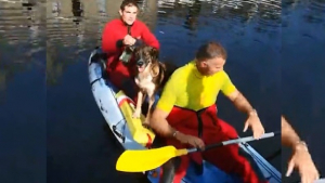 Illustration : Les pompiers sauvent un chien bloqué au bord d'un fleuve dans le Finistère