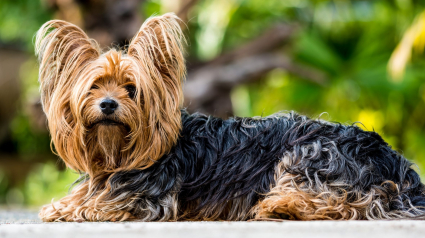 Illustration : Un chien attrape la leptospirose en se promenant près des étangs de Breteuil