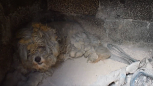 Illustration : 2 chiens retrouvés vivants dans une propriété dévastée par un incendie (Vidéo)