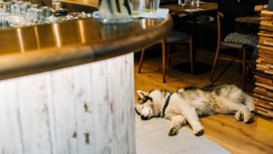 Illustration : Une nouvelle loi permet aux bars et restaurants d'accepter les chiens dans leurs terrasses