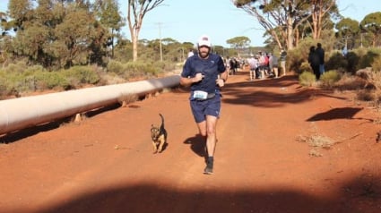 Illustration : Un chien errant participe à un semi-marathon et reçoit même une médaille