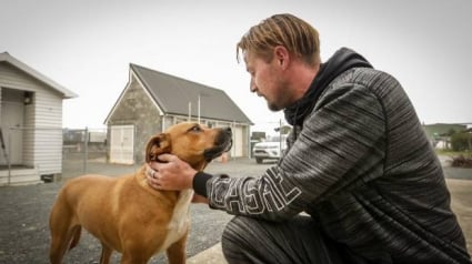 Illustration : Retrouvailles entre un maître et son chien un an et 800 kilomètres après s'être volatilisé dans la nature (Vidéo)