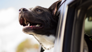 Illustration : 4 conseils pour organiser un road trip parfait avec son chien 