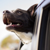 Illustration : 4 conseils pour organiser un road trip parfait avec son chien 