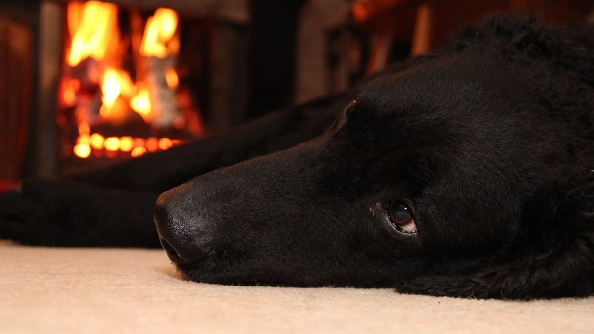 Illustration : "Grâce à son chien, une famille réchappe à l'incendie ayant ravagé sa maison"