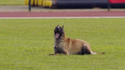 Illustration : Un retraité retrouvé pris au piège dans un ravin par le chien des gendarmes