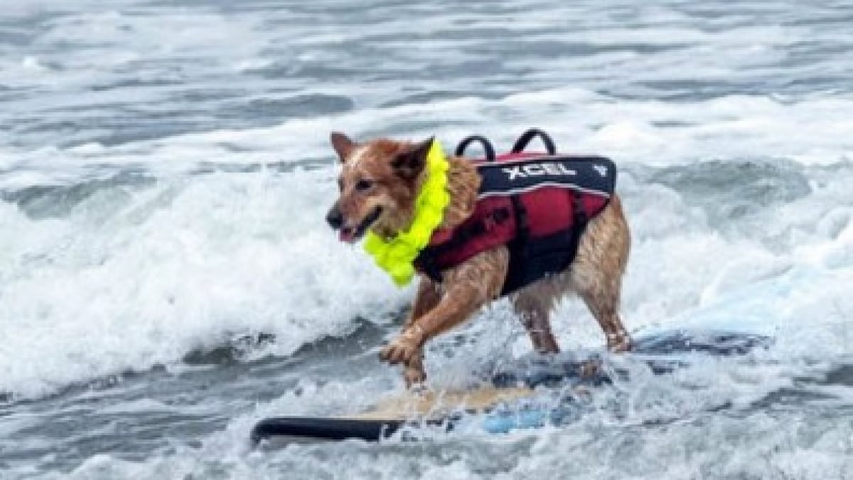 Illustration : "Ces chiens ont bien fait des vagues lors du championnat de surf canin (Vidéo)"