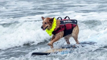 Illustration : Ces chiens ont bien fait des vagues lors du championnat de surf canin (Vidéo)