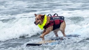 Illustration : Ces chiens ont bien fait des vagues lors du championnat de surf canin (Vidéo)