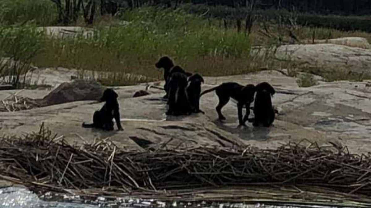 Illustration : "2 amis portent secours à 7 chiots abandonnés sur un îlot (Vidéo)"