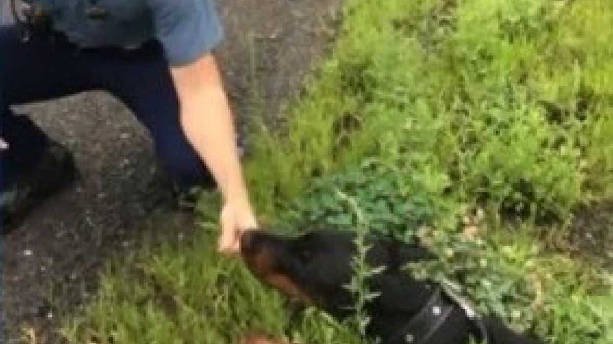 Illustration : "Un policer attire un chien hors de l'autoroute grâce à un... ours en peluche !"