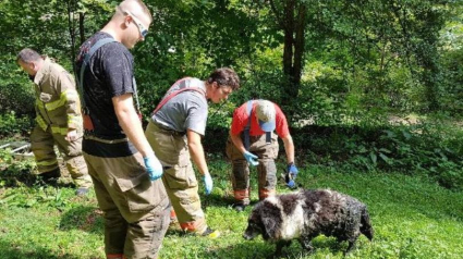 Illustration : Un chien tombé dans une fosse septique, secouru par les pompiers