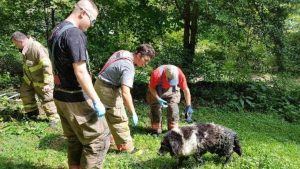 Illustration : Un chien tombé dans une fosse septique, secouru par les pompiers