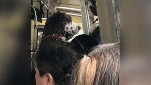 Illustration : La photo d'un chien dressé sur ses pattes arrière dans un train fait le tour du web