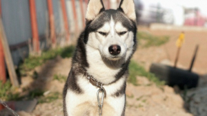 Illustration : 13 photos de chiens Husky que seuls leur propriétaire peuvent prendre