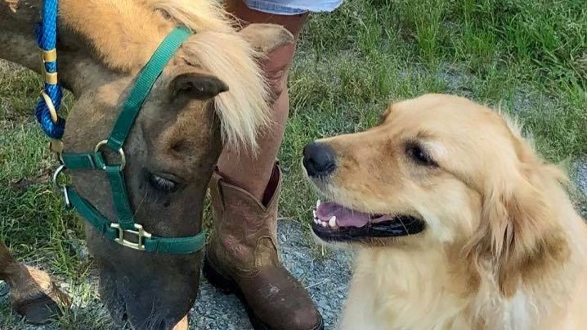 Illustration : "Un cheval malade et abandonné n'a pour réconfort que cette chienne au grand cœur"