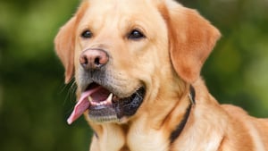 Illustration : Deux enfants mordus violemment par un chien dans un appartement où il ne vivait pas !