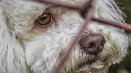 Illustration : Peine de prison à l’encontre d'une éleveuse, coupable de maltraitance sur plus de 100 chiens et chats