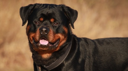 Illustration : En protégeant son chien, une sexagénaire est mordue à l’avant bras par un rottweiler