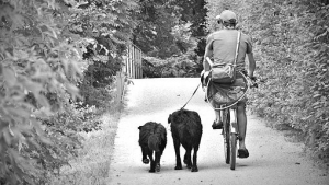 Illustration : Astuces pour faire du vélo avec son chien en toute sécurité