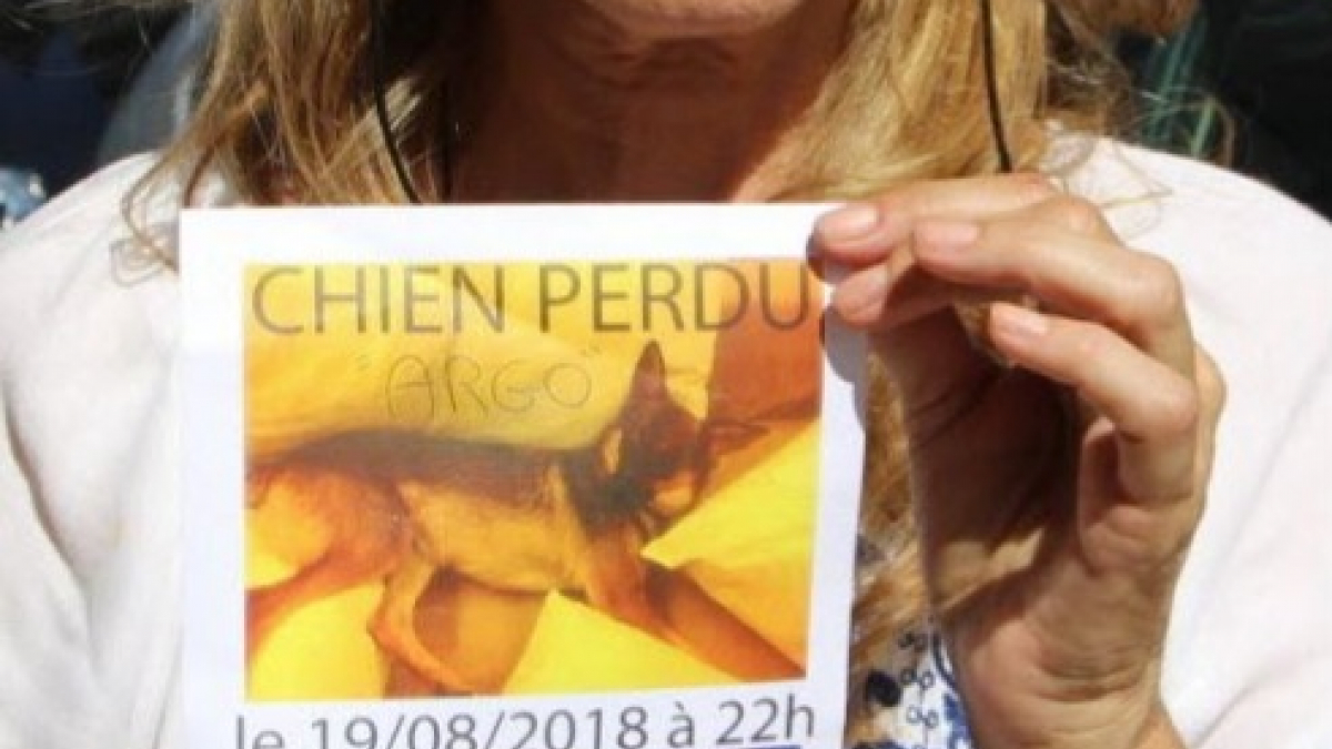 Illustration : "Une Italienne recherche désespérément son chien, disparu depuis 10 jours en Saône-et-Loire"