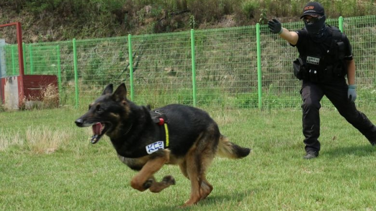 Illustration : "Une cérémonie à la mémoire d'un chien policier tué en service aura lieu en Corée du Sud"