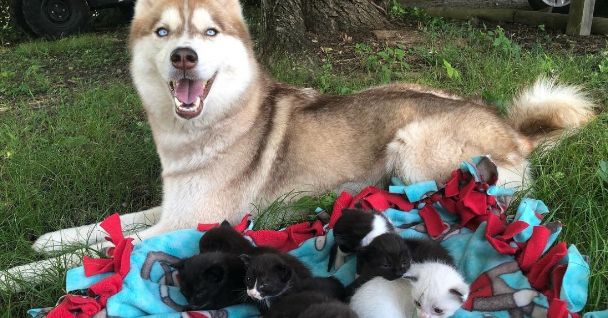 Une Chienne Sauve Des Chatons Dune Mort Certaine Puis Les