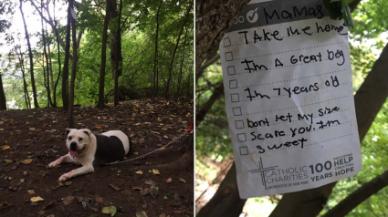 Illustration : Un homme sauve un chien abandonné dans un parc, une note attachée indiquant "emmenez-moi"