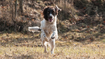 Illustration : Les pompiers sauvent un chien coincé dans une cavité dans l'Orne