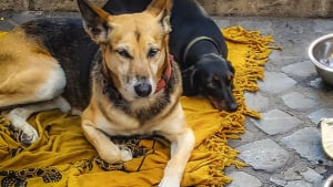 Illustration : Appel à la solidarité pour soigner les chiens malades de sans-abris à Saint-Quentin