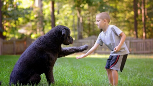 Illustration : 7 choses que les propriétaires de chiens ne disent pas aux parents