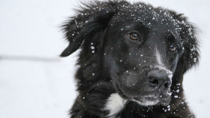 Illustration : Une retraitée vend son chien sans le savoir en signant un simple papier