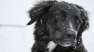 Illustration : Une retraitée vend son chien sans le savoir en signant un simple papier