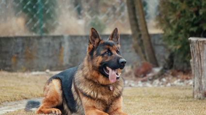 Illustration : Le chien des gendarmes remonte la piste d'une voleuse de provisions dans un hôpital