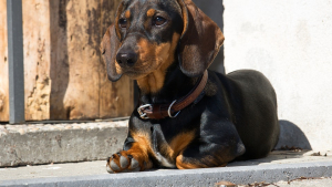 Illustration : Un chien tombée dans un gouffre, sauvé au bout de 3 jours par des spéléologues dans le Doubs