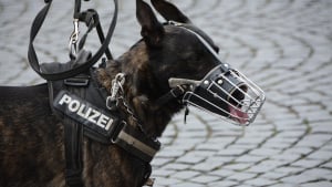 Illustration : Un chien-policier tombe sur de la drogue et des emblèmes nazis…