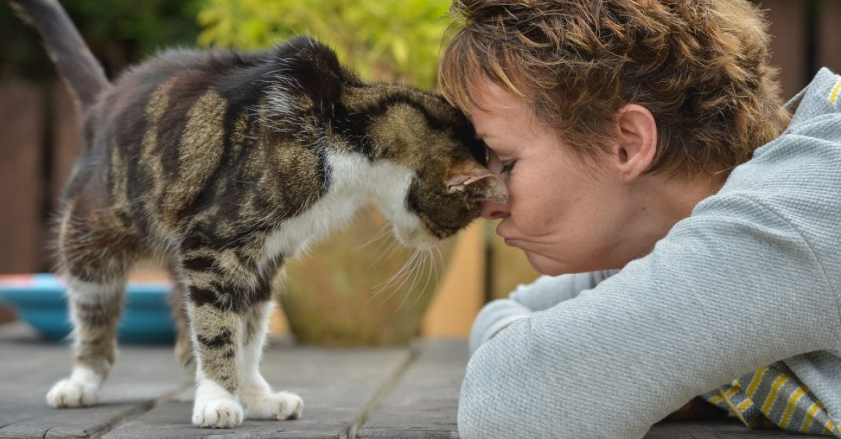 Elle Perd Son Chat Age De 4 Ans 13 Ans Plus Tard Elle Recoit Un Appel Inattendu