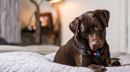 Illustration : Selon une étude les Labradors de couleur chocolat auraient une longévité réduite