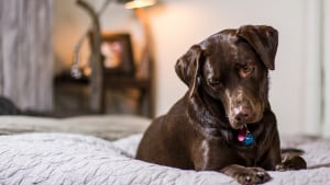 Illustration : Selon une étude les Labradors de couleur chocolat auraient une longévité réduite