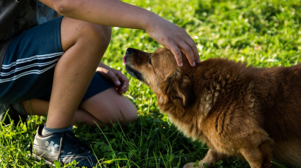 Illustration : Cette association forme sur la façon d’aborder un chien en toute sécurité