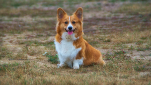 Illustration : Whisper, le dernier Corgi de la reine Elizabeth II, est décédé