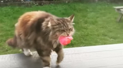 Illustration : Un chat offre quotidiennement des pétales de fleurs à sa nouvelle voisine