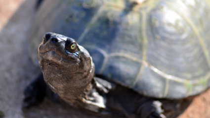 Illustration : Des tortues domestiques retrouvées dans la nature troublent la sécurité