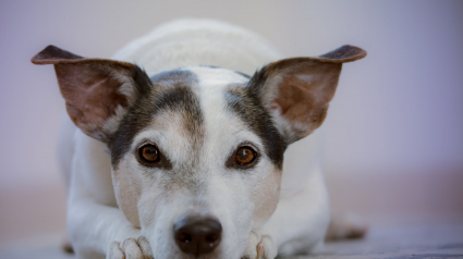 Illustration : Vers la mise en place d'un permis à points pour les propriétaires de chiens ?