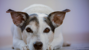 Illustration : Vers la mise en place d'un permis à points pour les propriétaires de chiens ?